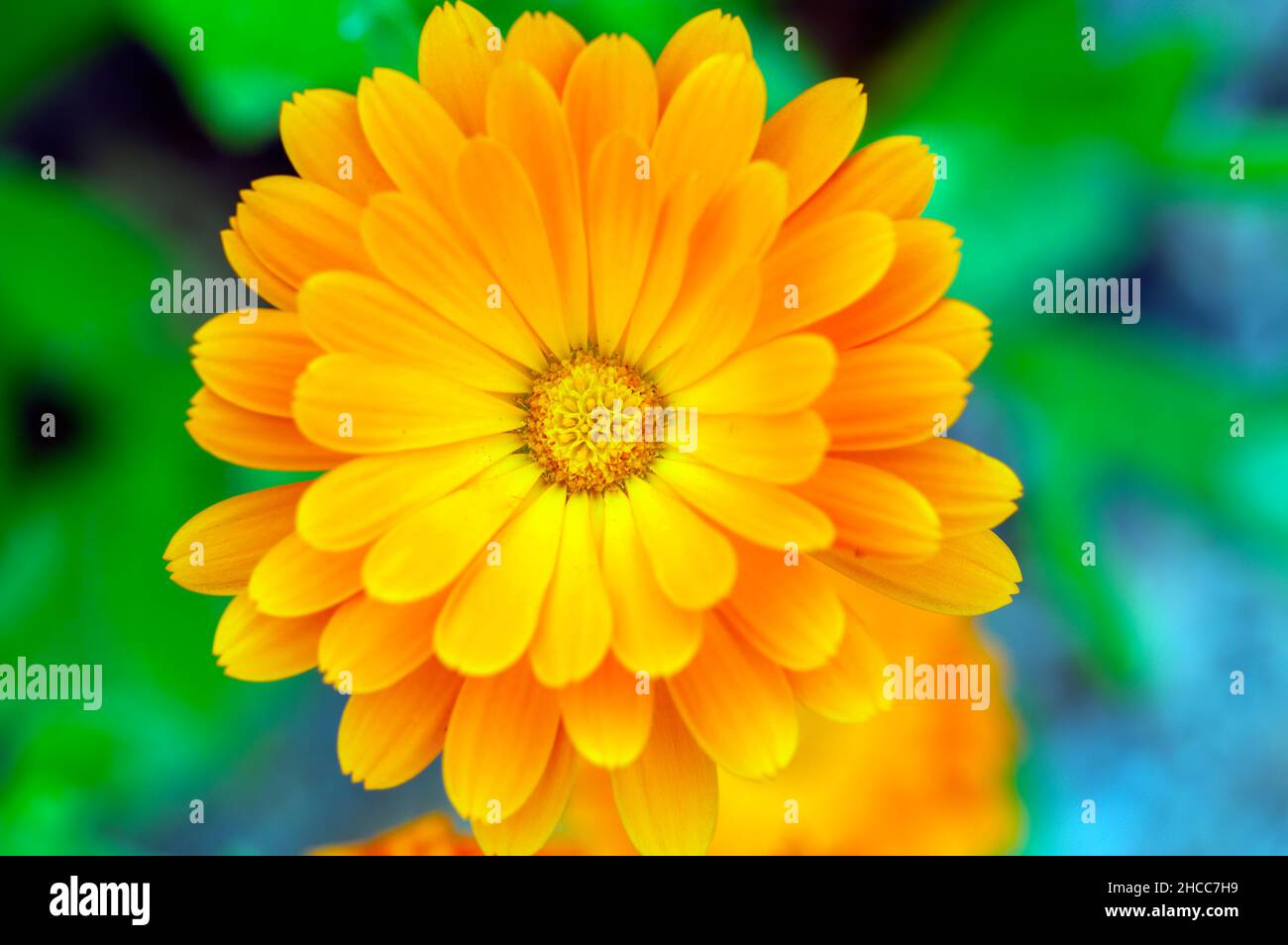 Close Up Calendula Officinalis At Muiden The Netherlands 31-8-2021 Stock Photo
