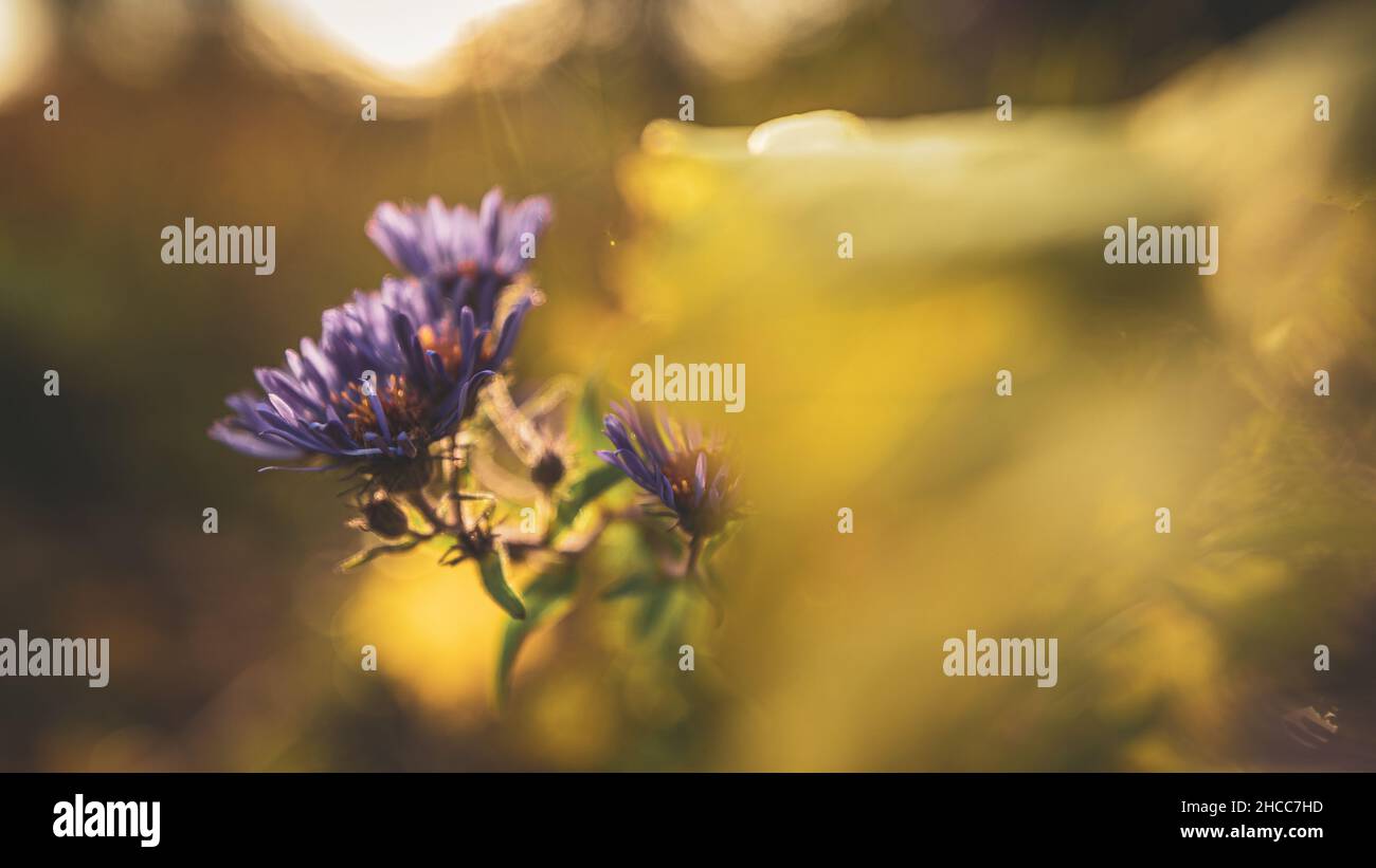 Wildflowers at sunset hi-res stock photography and images - Alamy