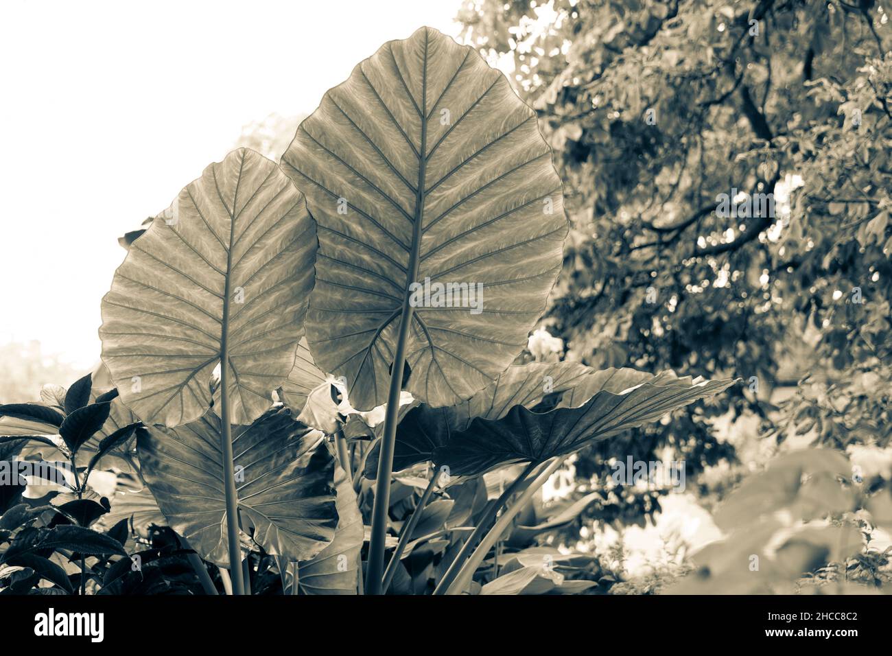 Elephant Ears is the common name for a group of tropical perennial plants grown for their large, heart-shaped leaves. Alocasia calidora Stock Photo