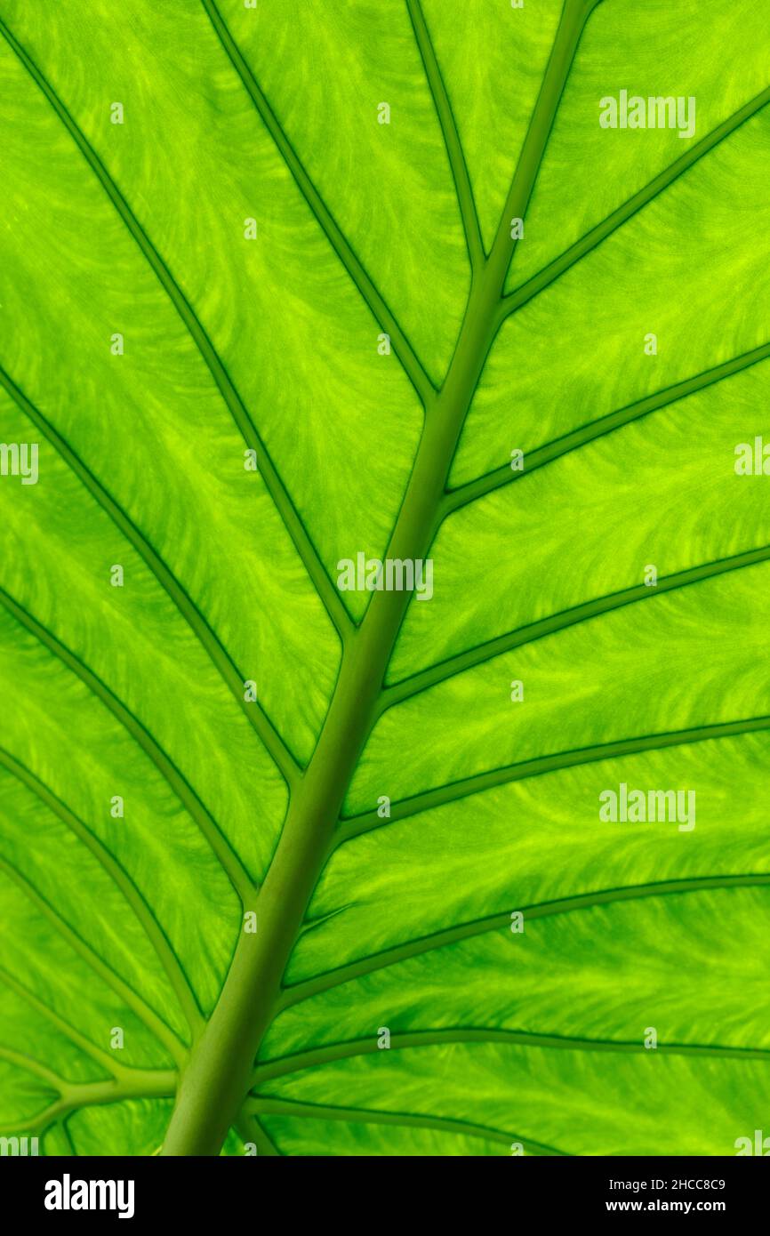 Elephant Ears is the common name for a group of tropical perennial plants grown for their large, heart-shaped leaves. Alocasia calidora Stock Photo