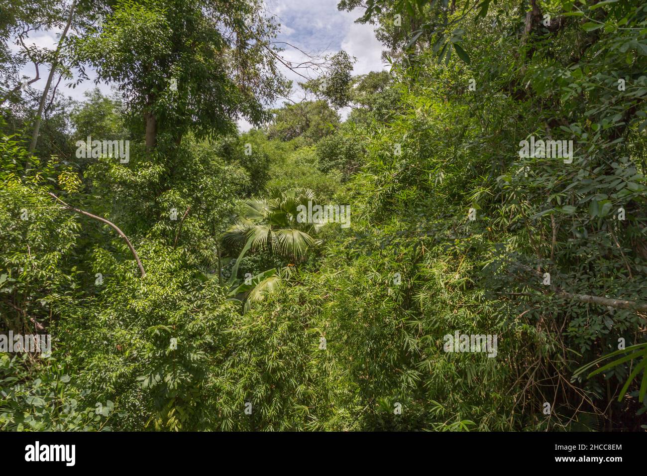 Dense greenery trees in natural hi-res stock photography and images - Alamy