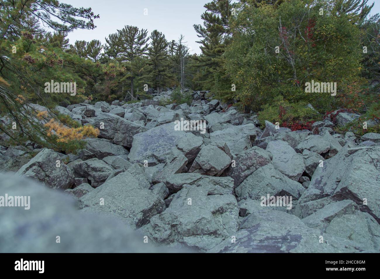 Natural forest huge trees hi-res stock photography and images - Alamy