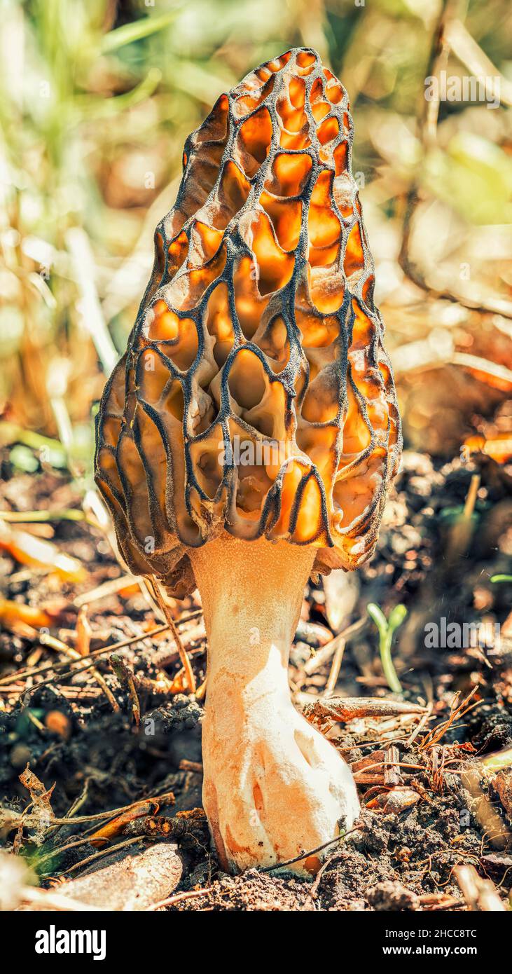 Morel mushroom hires stock photography and images Alamy