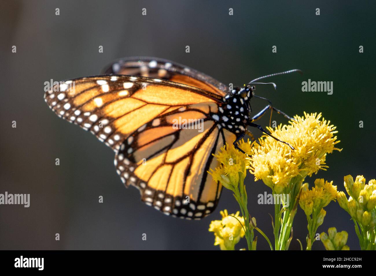 Monarch Butterfly in Pismo Beach Monarch Butterfly Grove on the Central