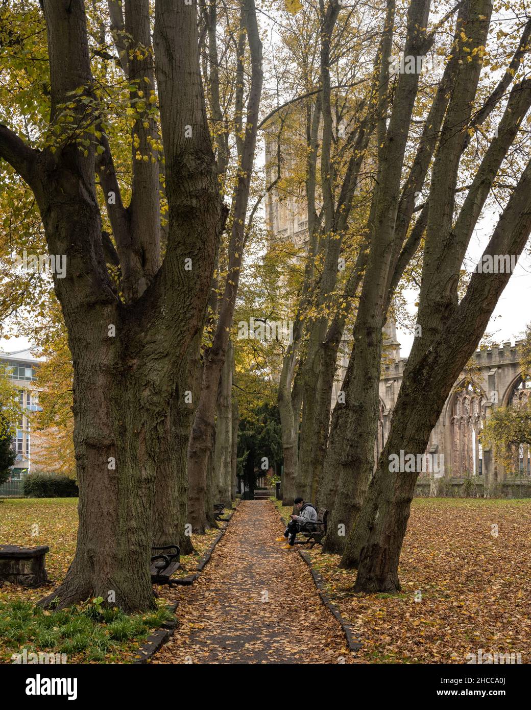 The avenue of lime trees in Temple Gardens, Bristol, displaying autumn