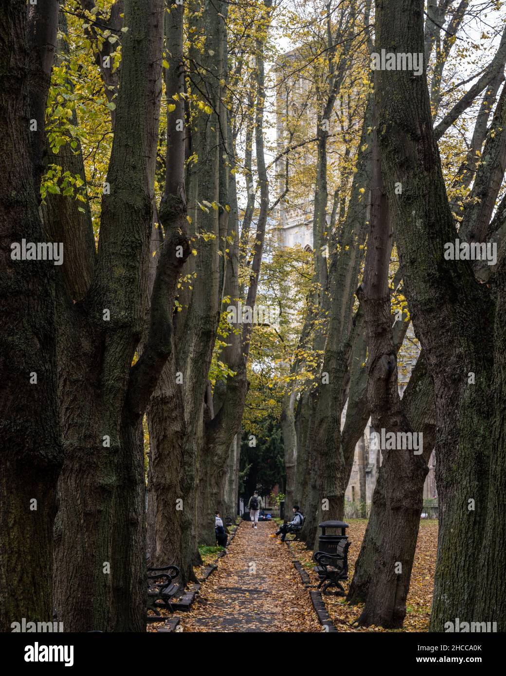 The avenue of lime trees in Temple Gardens, Bristol, displaying autumn