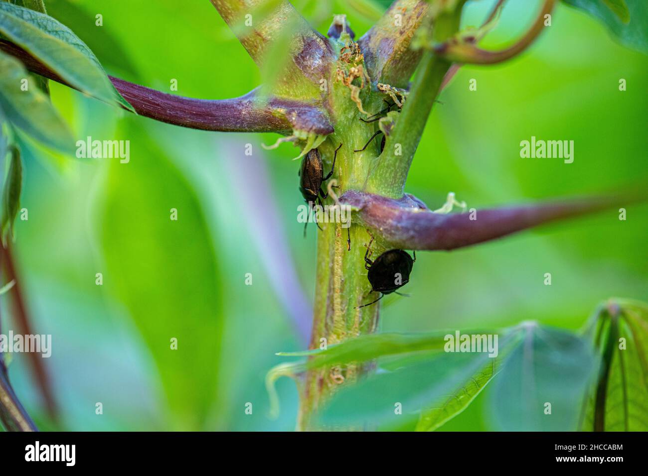 Bed bugs black hi-res stock photography and images - Alamy