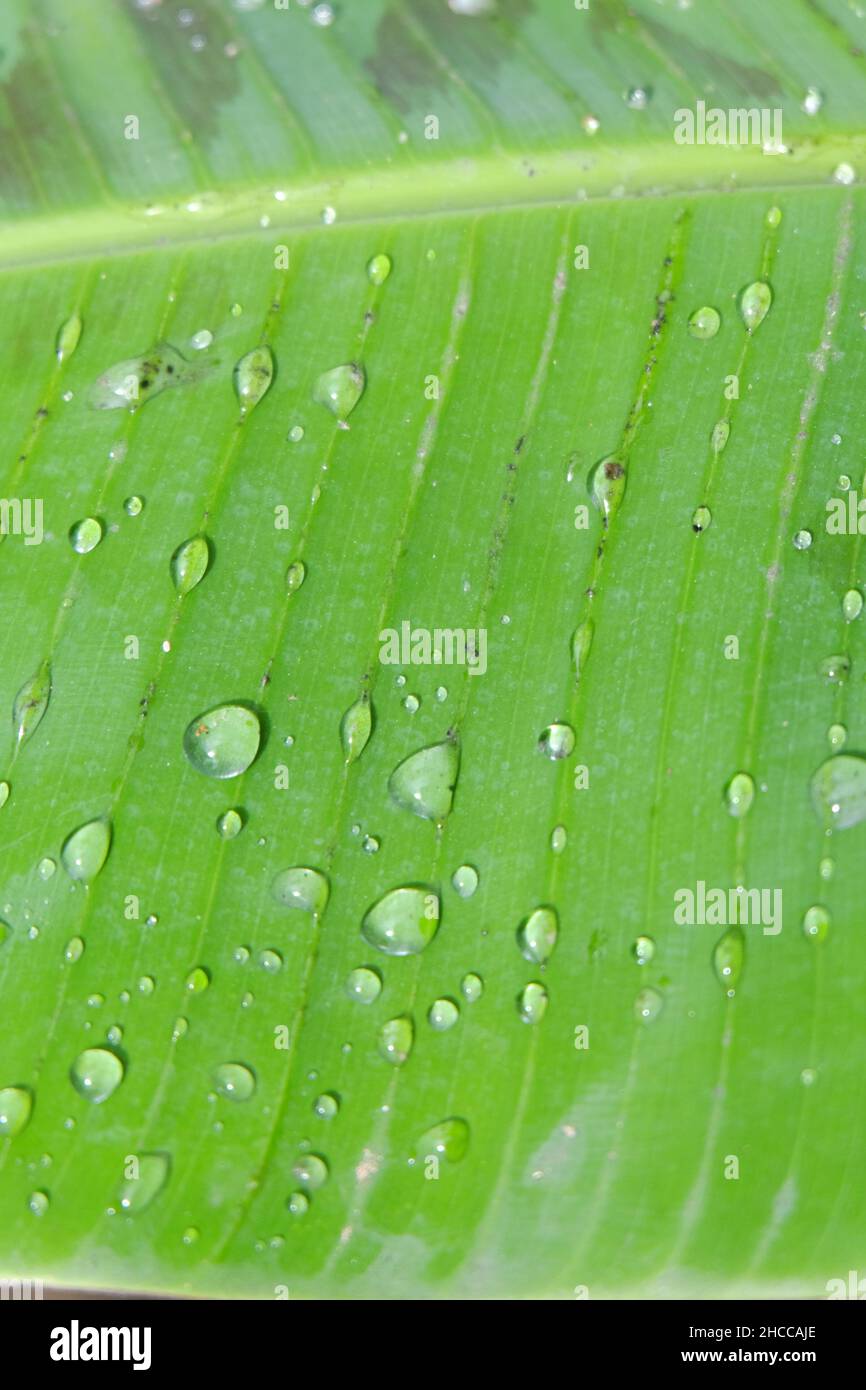 Closeup shot of water droplets on a green leaf Stock Photo