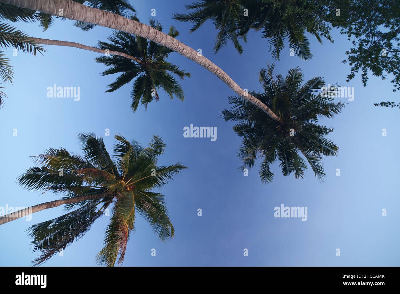 Low angle shot of tall palm trees in a blue sky Stock Photo - Alamy