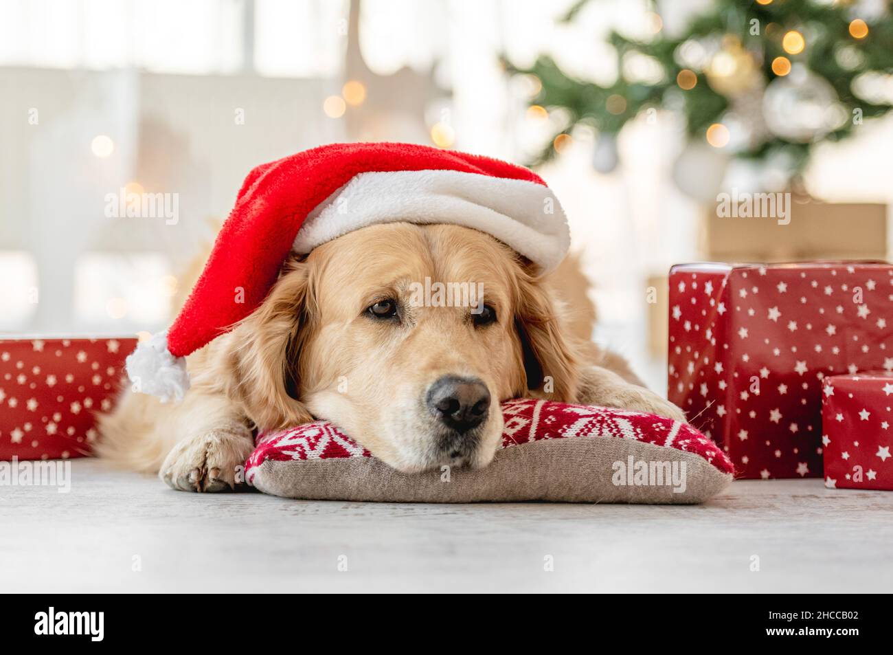 Golden retriever with santa hat online