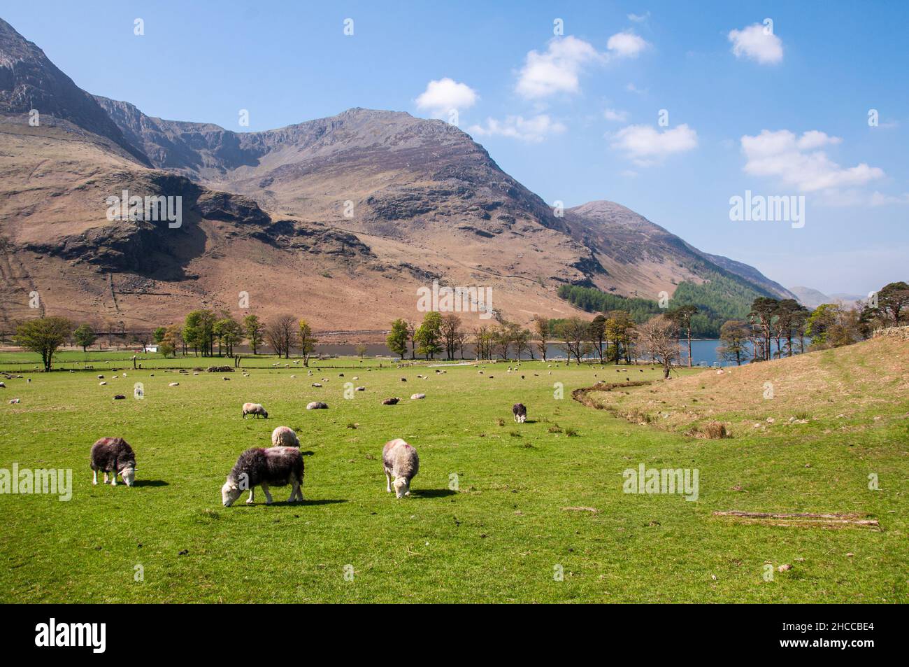 Sheep graze on pasture at Buttermere under the mountains of England's Lake District. Stock Photo