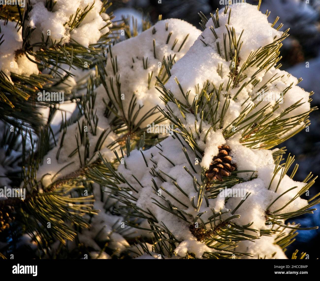 pine bushes Calgary Alberta Stock Photo