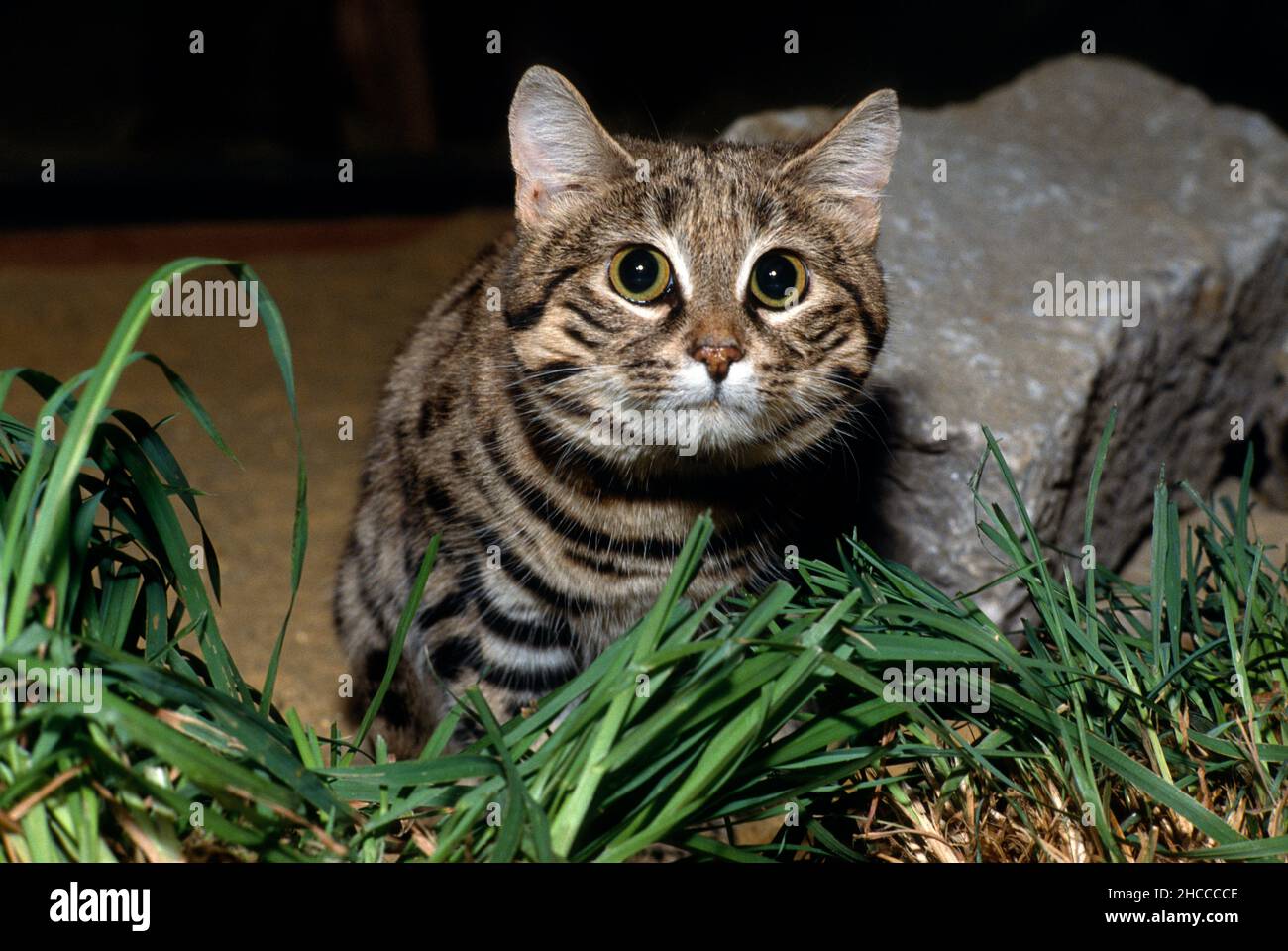 Black footed cat (small-spotted cat) looking out for prey. Felis nigripes. Stock Photo