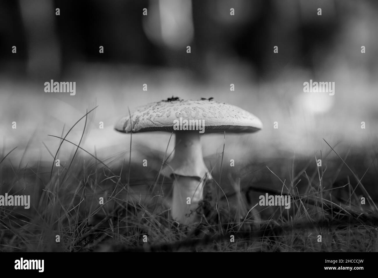 Grayscale closeup shot of a wild mushroom in the woods Stock Photo