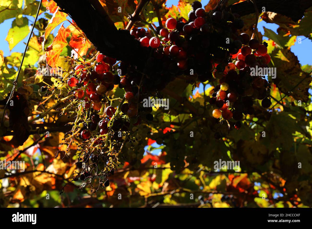 Meran, Gärten von Schloss Trauttmansdorff  eröffnen exotische Gartenlandschaften, mit reifen und blühenden Weintrauben Südtirol, Dolomiten, Italien Stock Photo