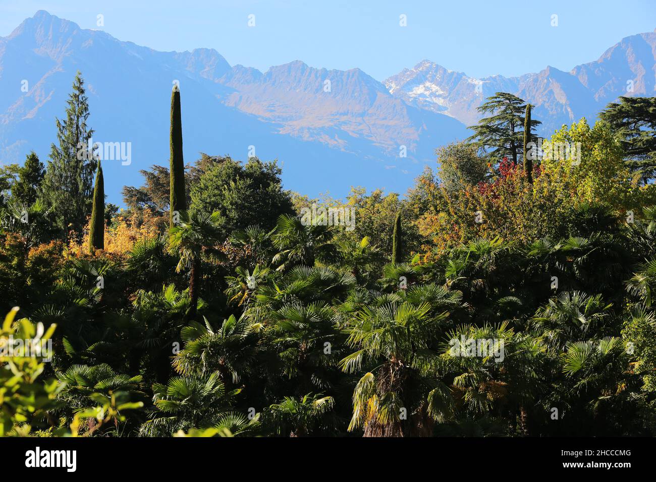 Meran, die Gärten von Schloss Trauttmansdorff  eröffnen exotische Gartenlandschaften, mit Palmen und Zypressen, Südtirol, Dolomiten, Italien Stock Photo