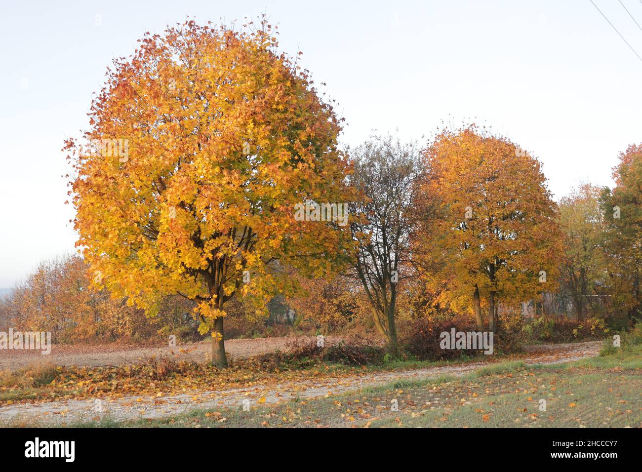 Autumn in Poland Stock Photo - Alamy