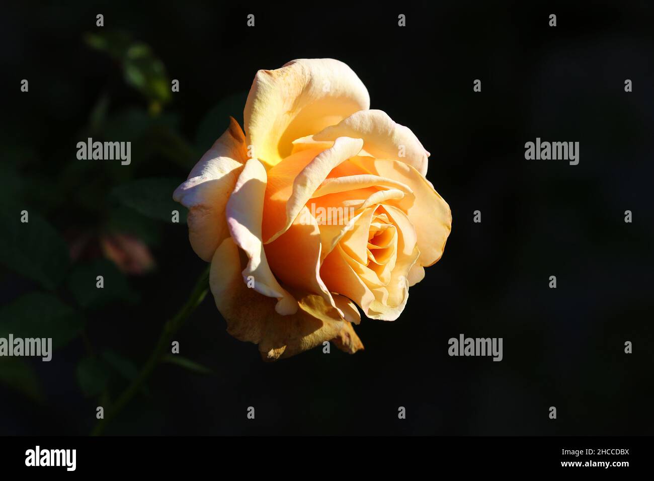 Rose, Meran, die Gärten von Schloss Trauttmansdorff  eröffnen exotische Gartenlandschaften, mit blühender Rose Südtirol, Dolomiten, Italien Stock Photo