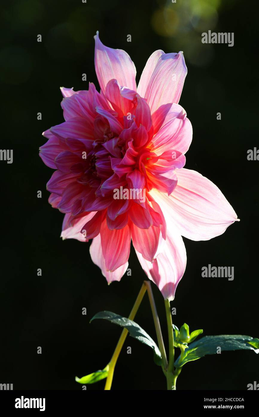 Page 3 - Blühenden High Resolution Stock Photography and Images - Alamy