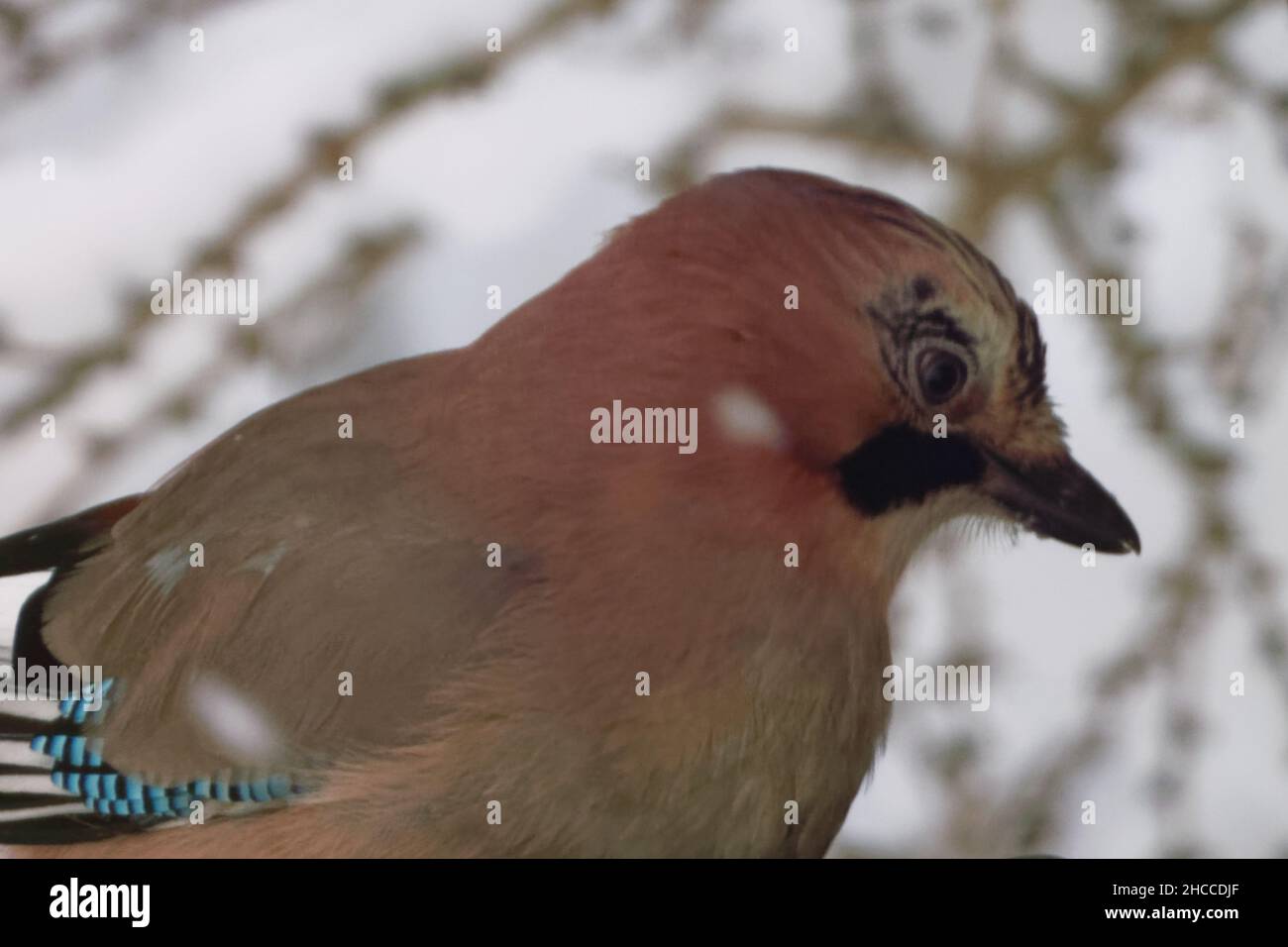 Eurasian jay (Garrulus glandarius) is a species of passerine bird in the family Corvidae. Stock Photo