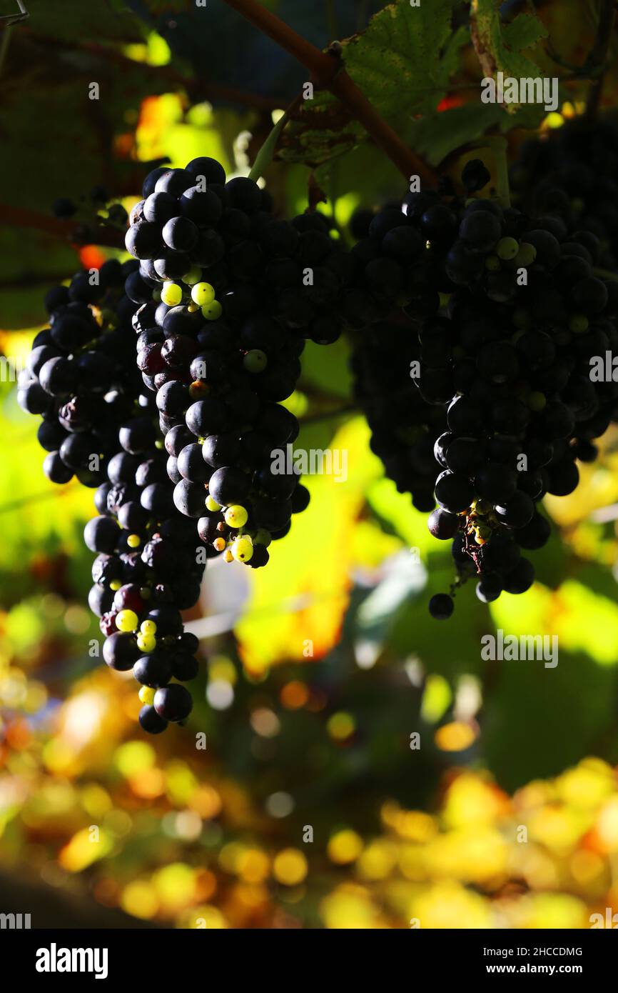 Meran, Gärten von Schloss Trauttmansdorff eröffnen exotische  Gartenlandschaften, mit reifen und blühenden Weintrauben Südtirol,  Dolomiten, Italien Stock Photo - Alamy