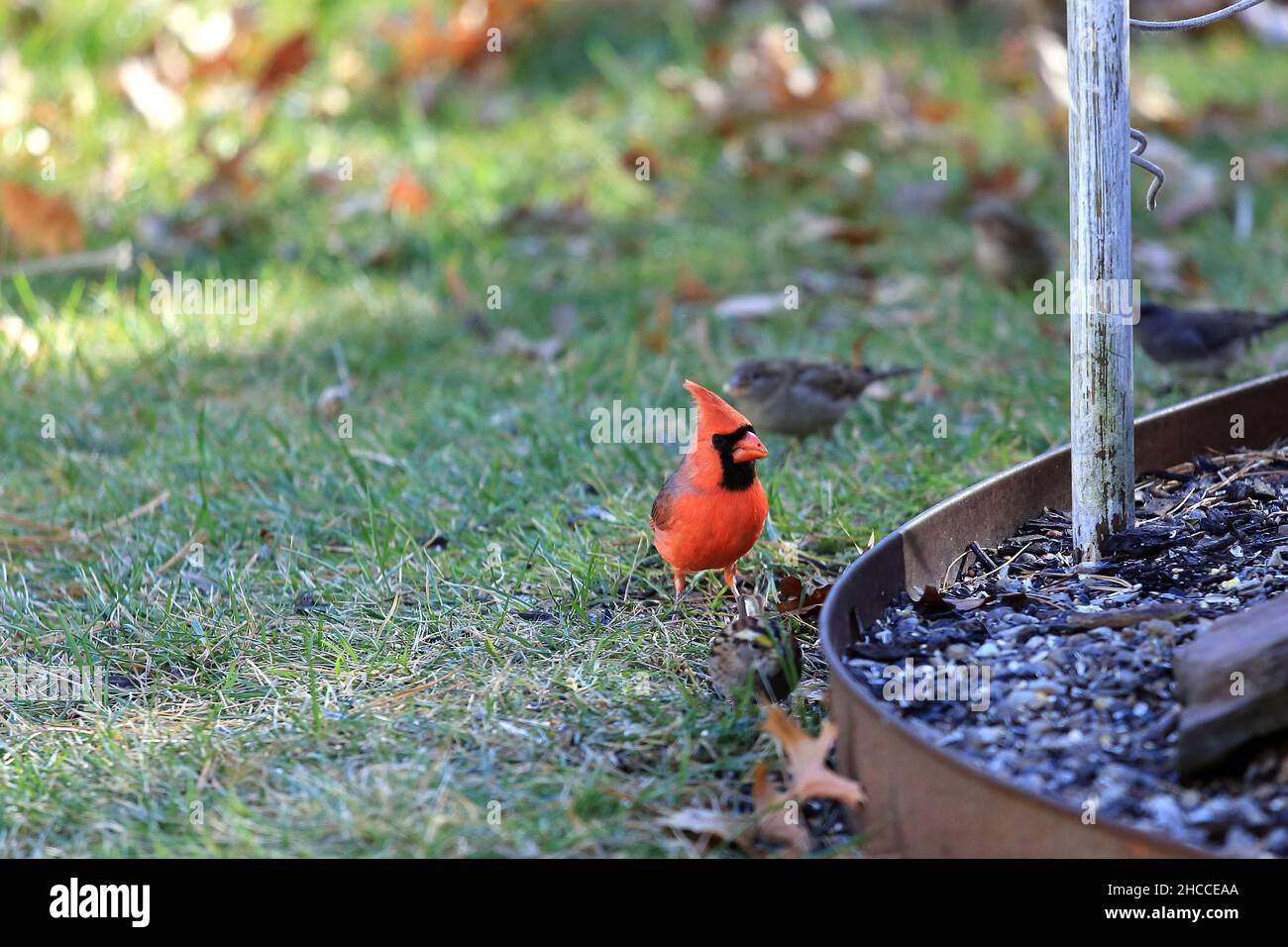 Male Cardinal Long Island New York Stock Photo