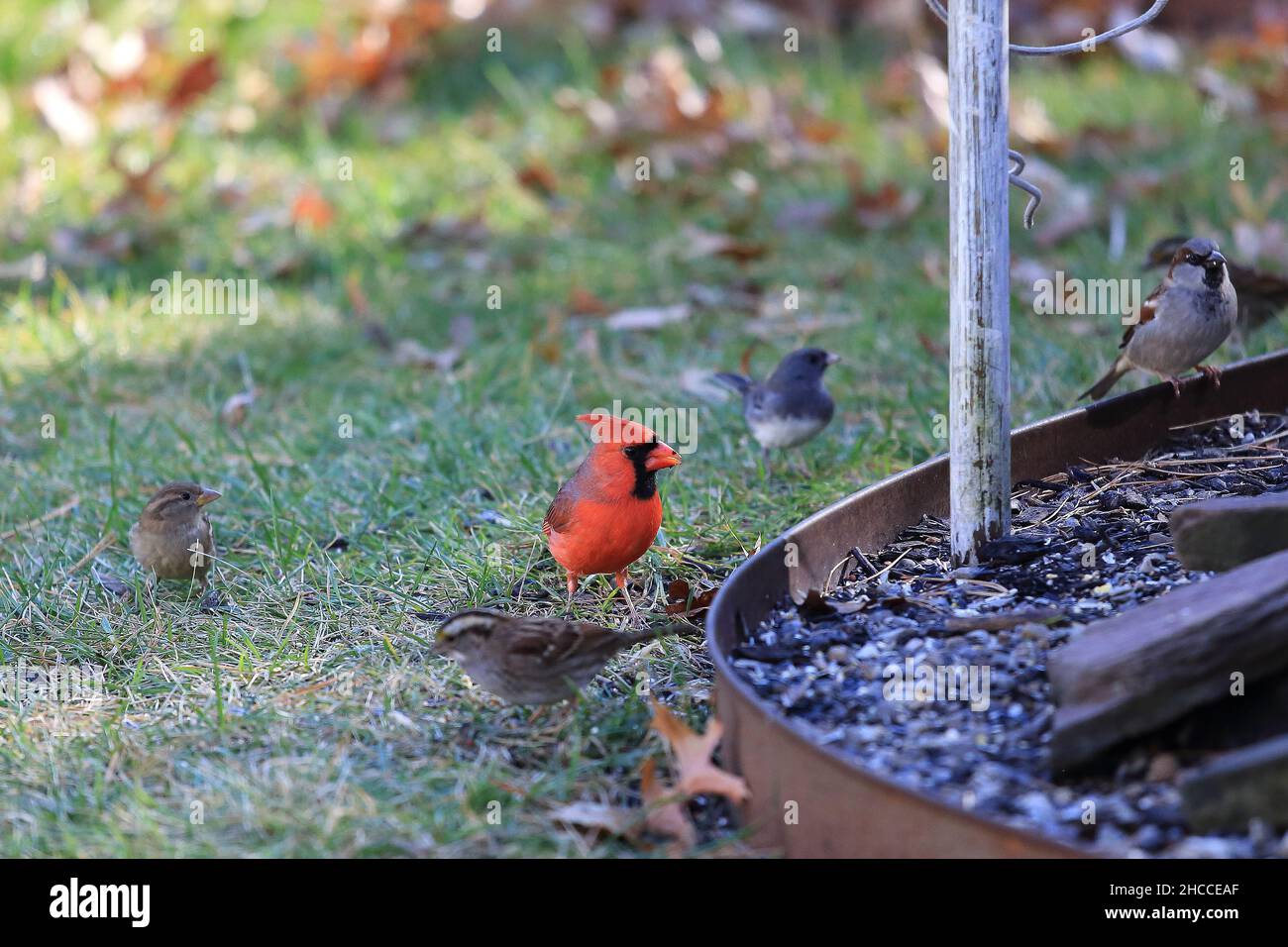 Birds in backyard Long Island New York Stock Photo