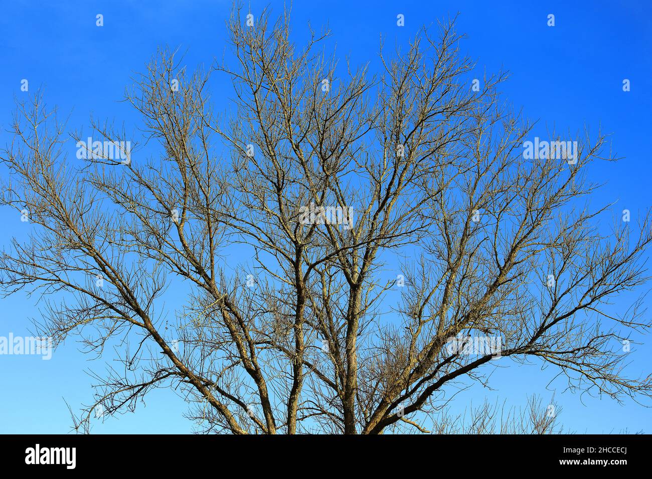 Bare tree Long Island New York Stock Photo