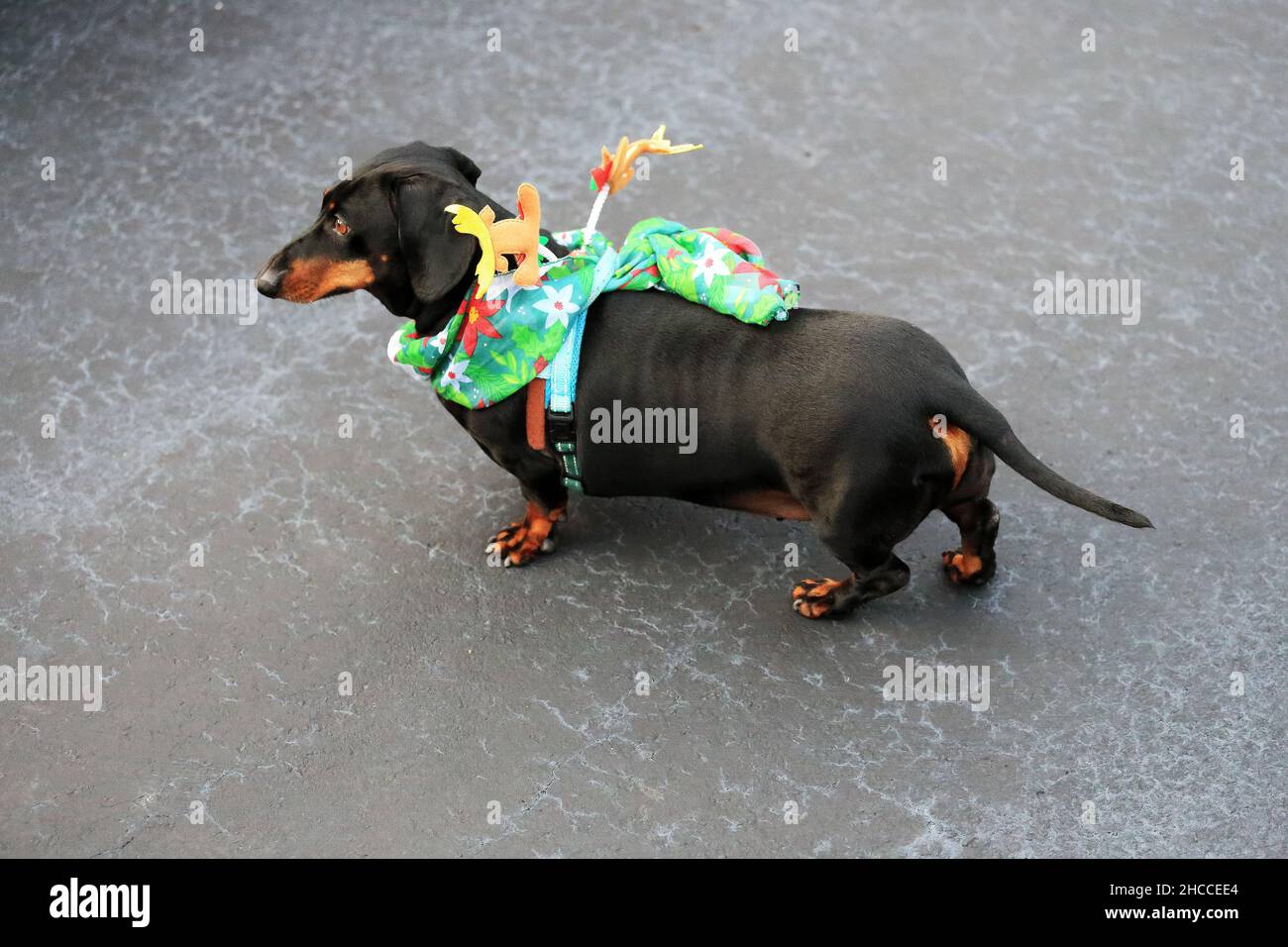 Dachshund in holiday outfit Stock Photo