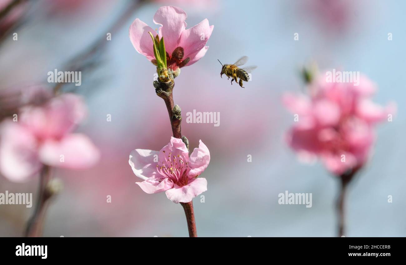 Bee flying among the blossoms of the peach tree Stock Photo