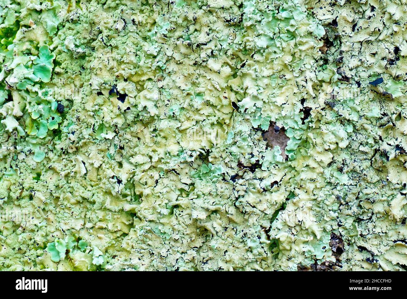 Lichen, most likely Common Greenshield Lichen (flavoparmelia caperata), close up of a large plaque growing across the trunk of a mature Ash tree. Stock Photo