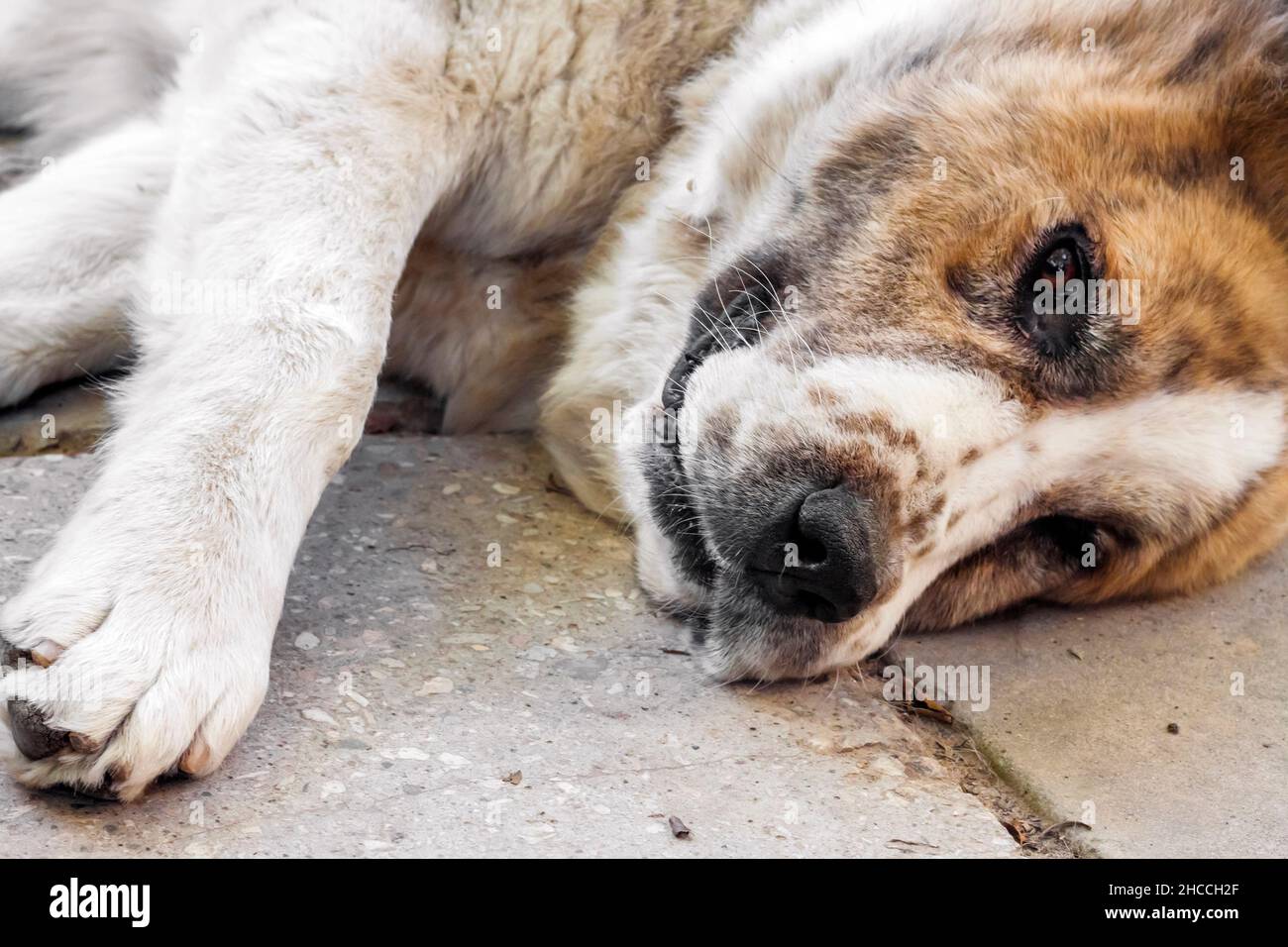 Еhe dog lies on the concrete pavement. Breed Central Asian Shepherd dog (Alabai) Stock Photo