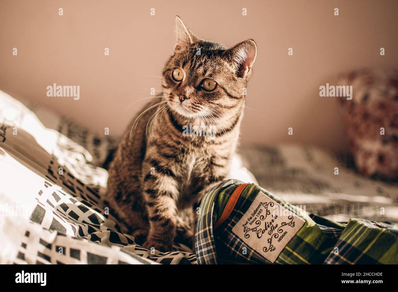 Closeup of a cute cat looking at the camera Stock Photo - Alamy