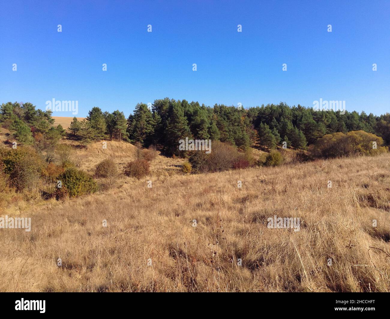 Beautiful view of a field with large trees under the cloudy sky Stock ...