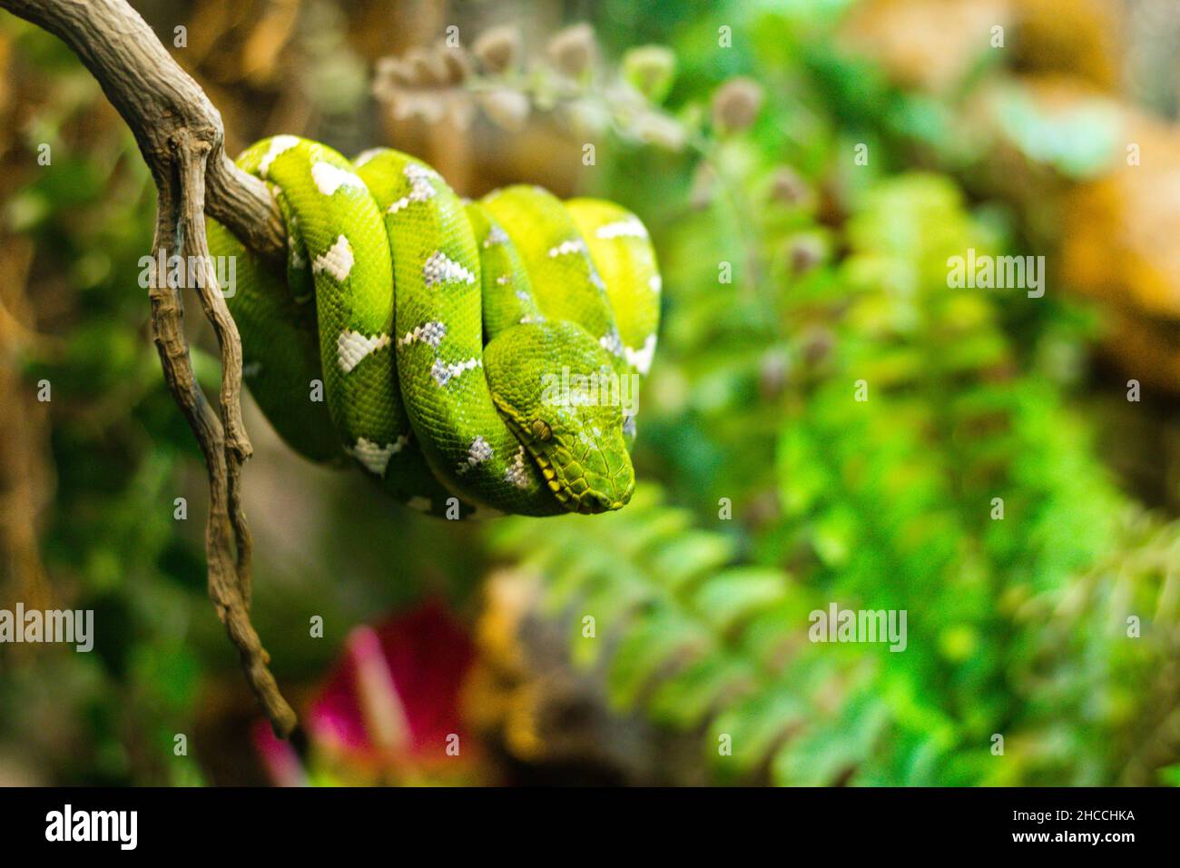 Green tree python predator hi-res stock photography and images - Alamy
