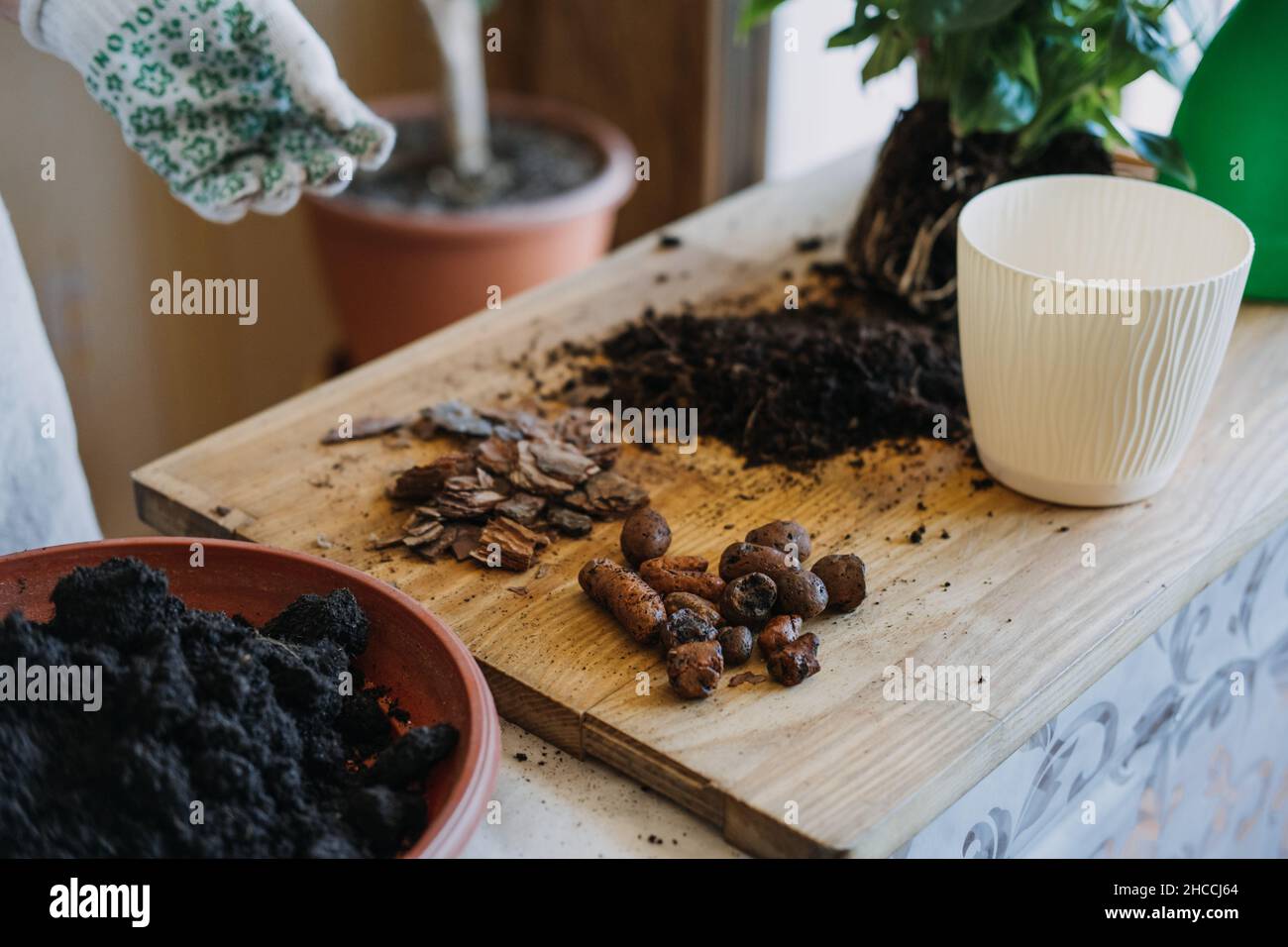 Spring Houseplant Care, repotting houseplants. Planting Houseplants In