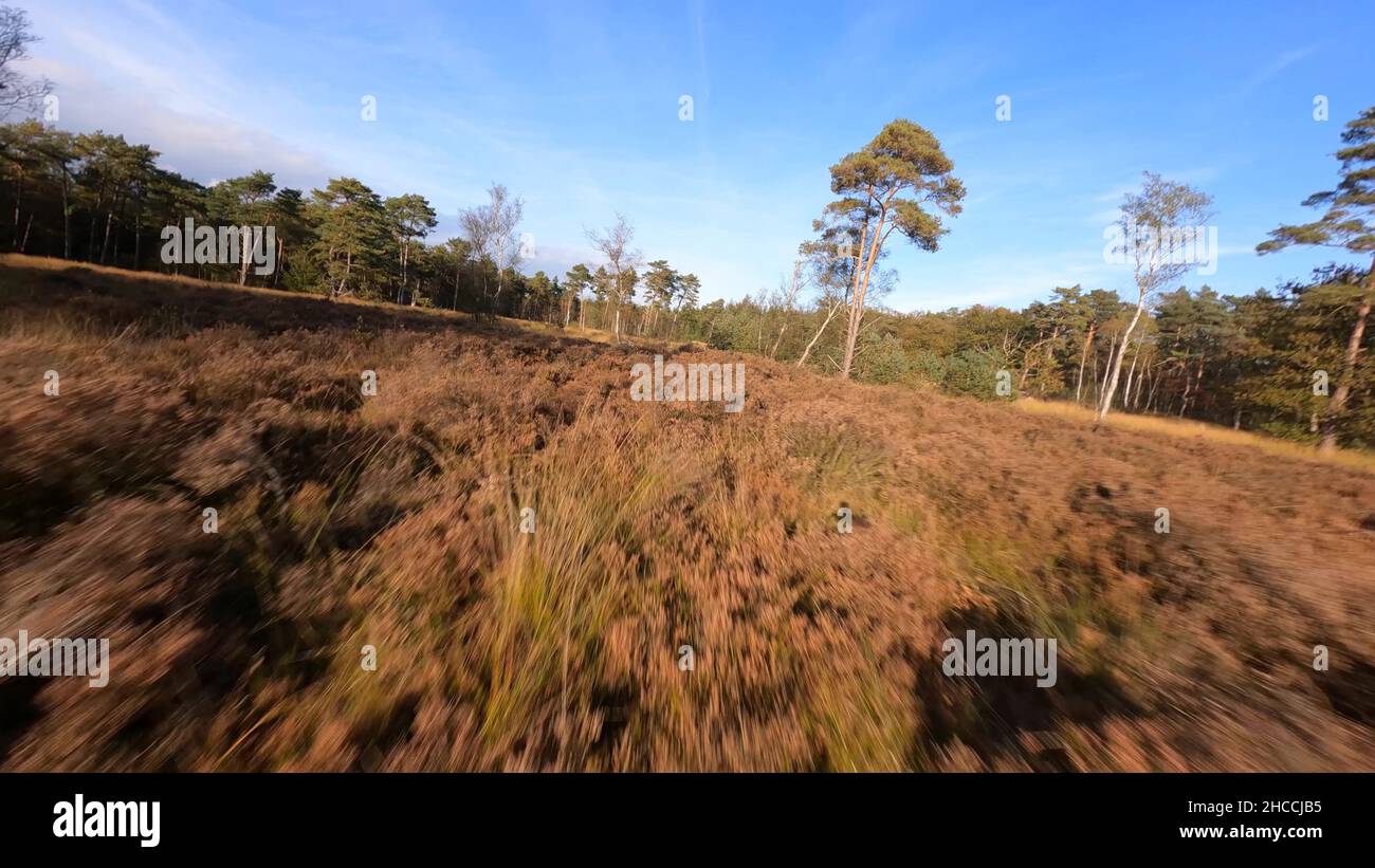 Aerial fpv fly over of the meadow natural moorland, Baarn, Lage Vuursche, Utrecht, The Netherlands. autumn season nature colors. Stock Photo