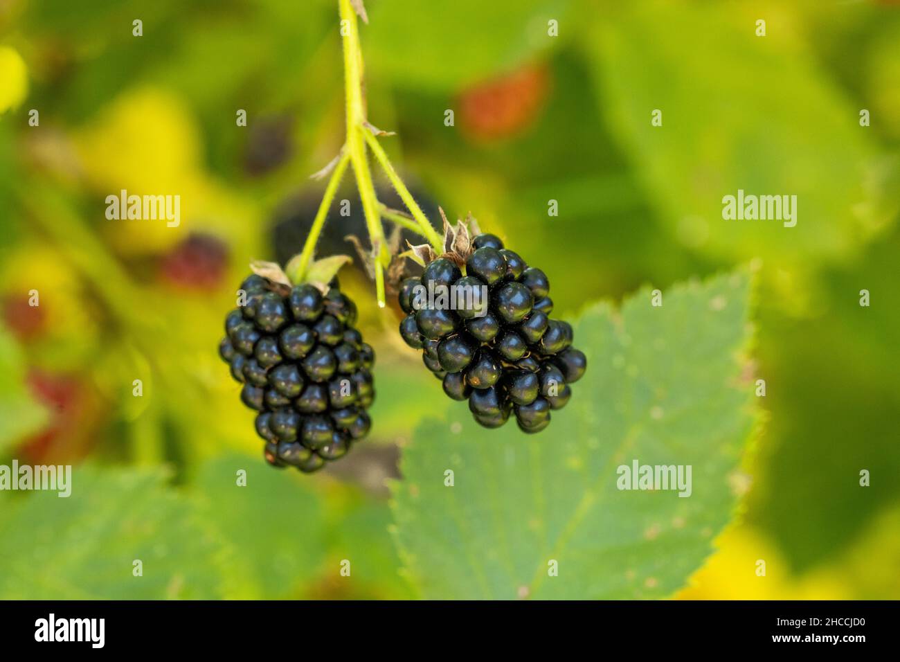 Delicious blackberries ripen on the bush Stock Photo - Alamy