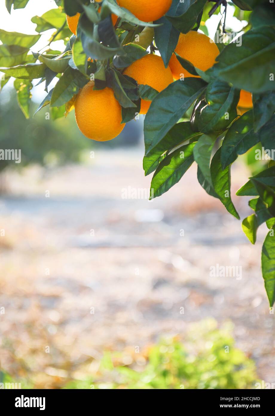 Orange fruits hanging on a tree branch on a garden, selective focus, vertical shot Stock Photo
