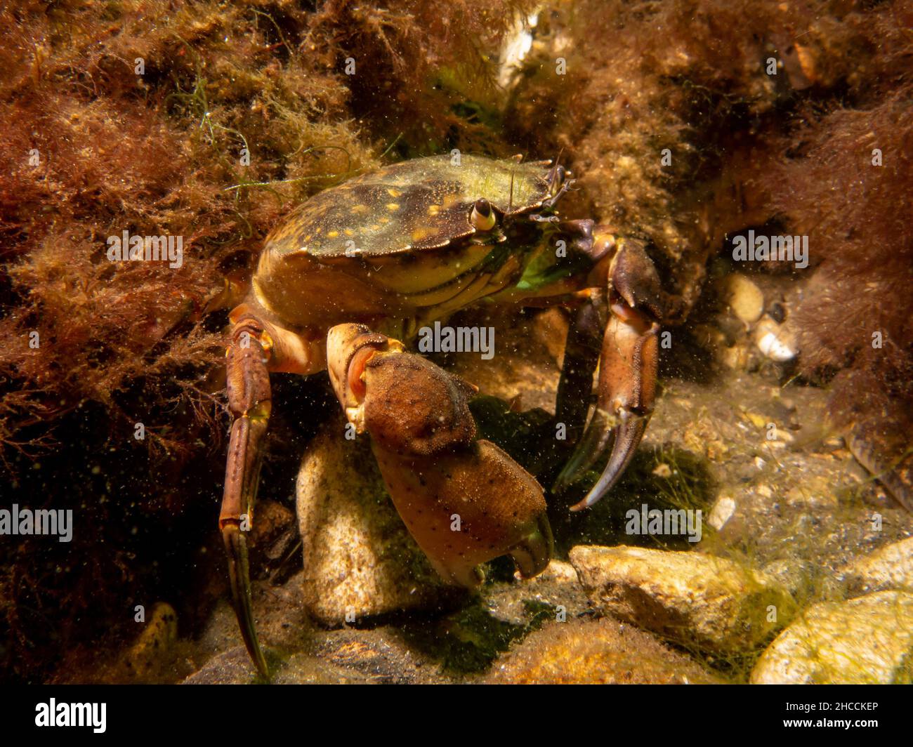 A close-up picture of a crab among seaweed. Picture from The Sound, between Sweden and Denmark Stock Photo