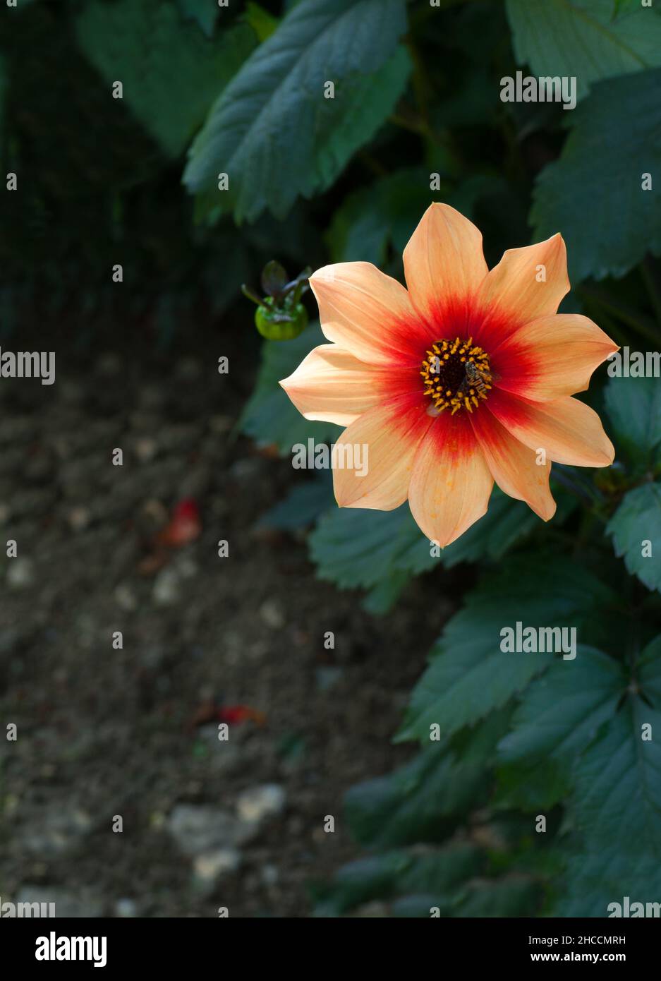 Orange and red single-flowered dahlia 'Bishop of Oxford' Stock Photo