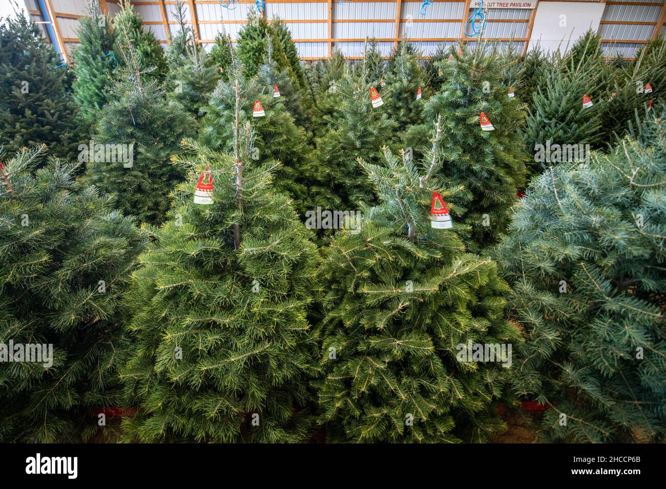 Precut Christmas trees set in water and waiting for sale Stock Photo