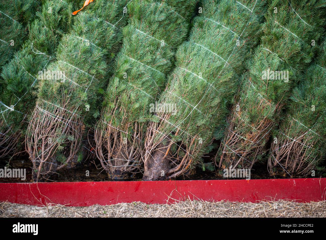 Precut Christmas trees bound up and soaking in water Stock Photo Alamy