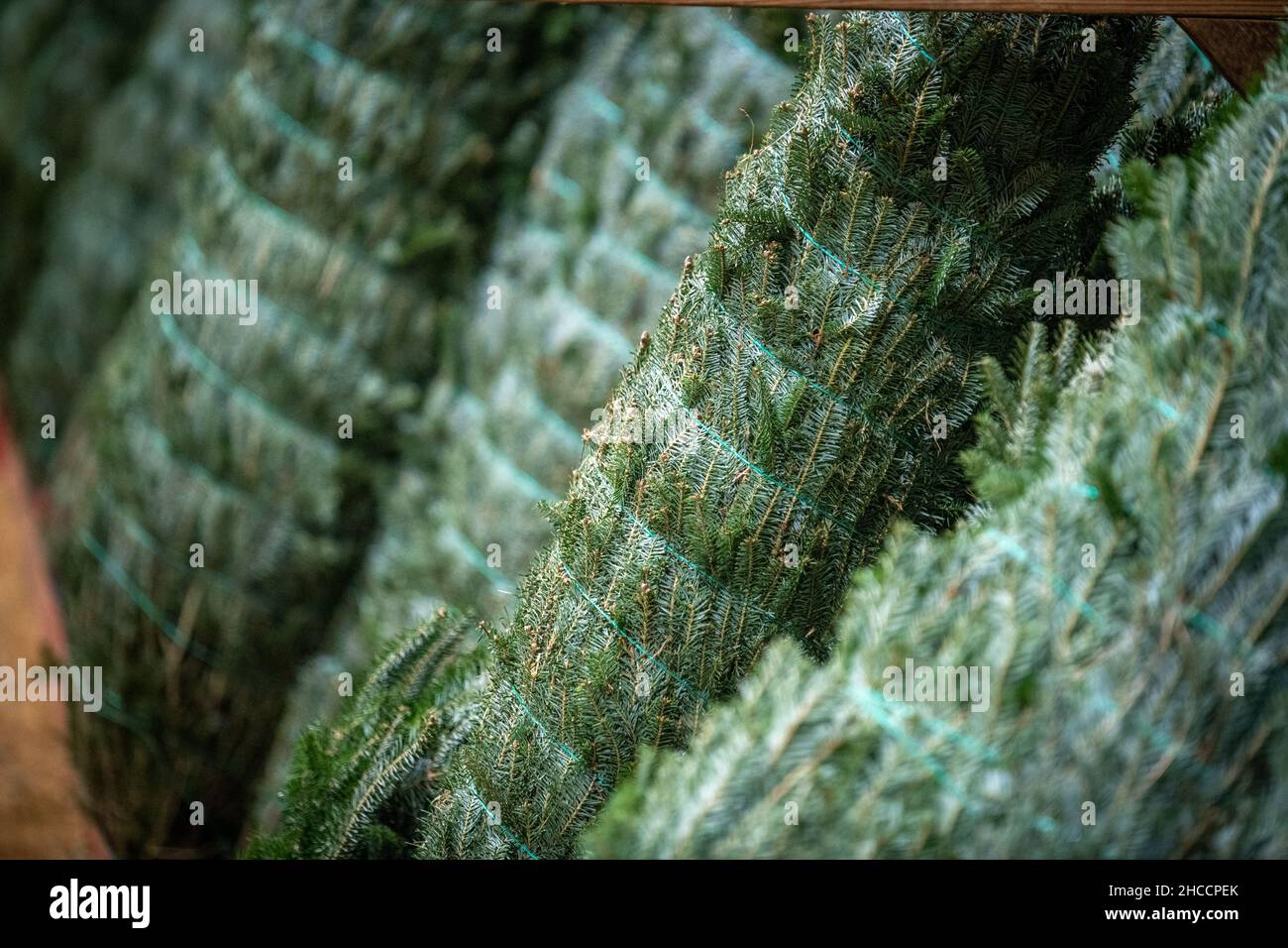 Precut Christmas trees bound up and soaking in water Stock Photo Alamy
