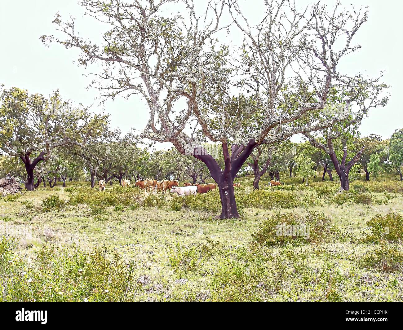 OLYMPUS DIGITAL CAMERA Stock Photo