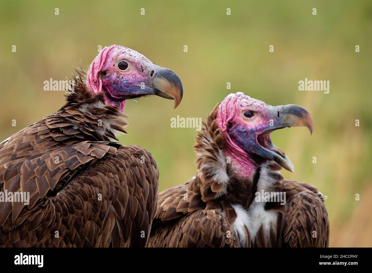 Lappet-faced Vulture or Nubian vulture - Torgos tracheliotos, Old World vulture belonging to bird order Accipitriformes, pair two scavengers feeding o Stock Photo