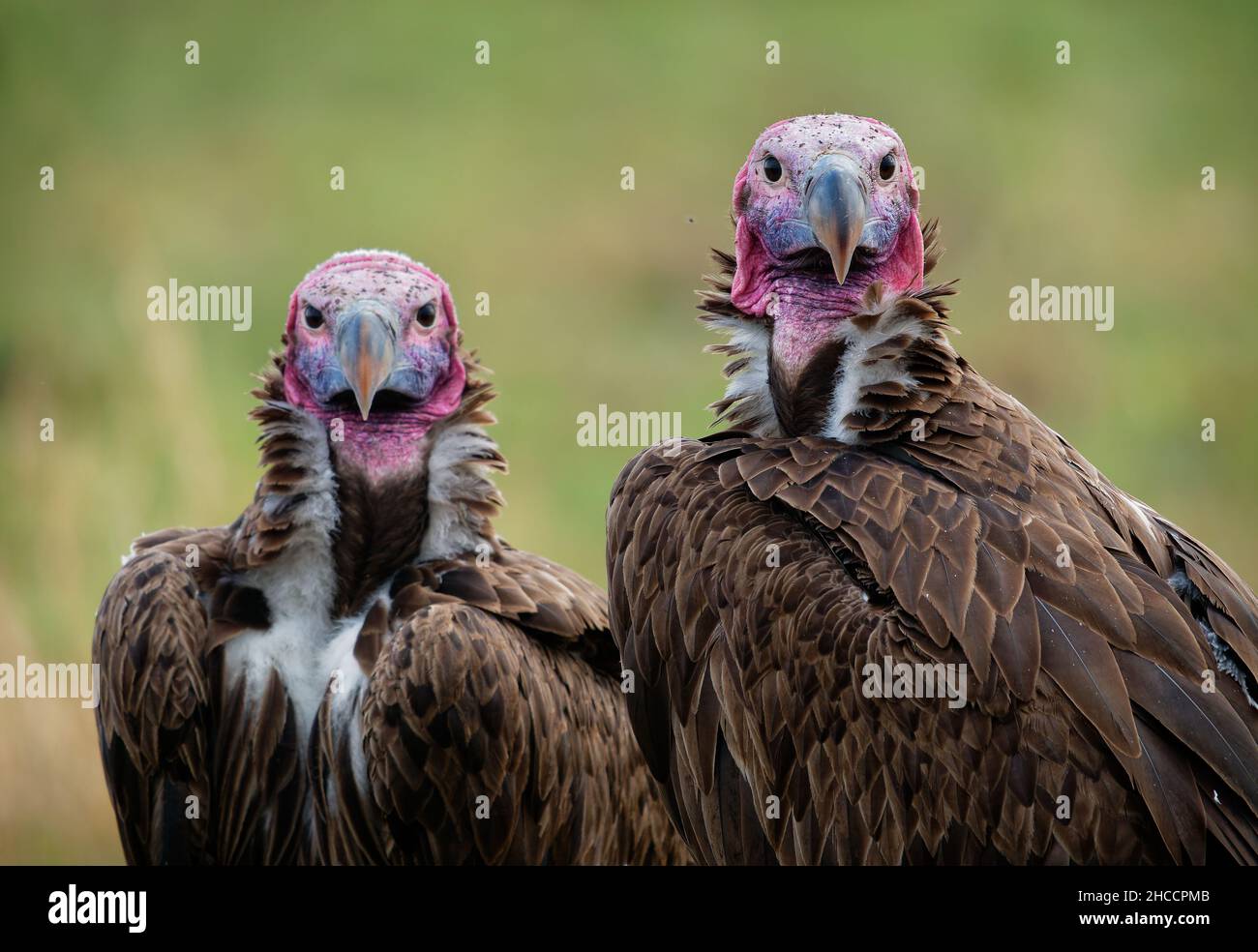 Lappet-faced Vulture or Nubian vulture - Torgos tracheliotos, Old World vulture belonging to bird order Accipitriformes, pair two scavengers feeding o Stock Photo