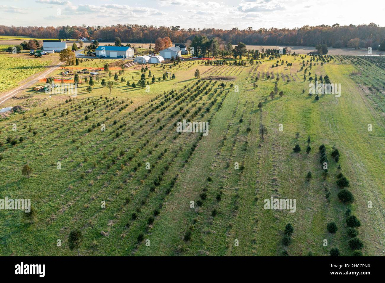 A field of Christmas trees growing on a farm Stock Photo Alamy
