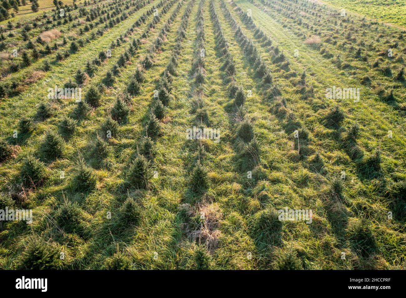 A field of Christmas trees growing on a farm Stock Photo Alamy
