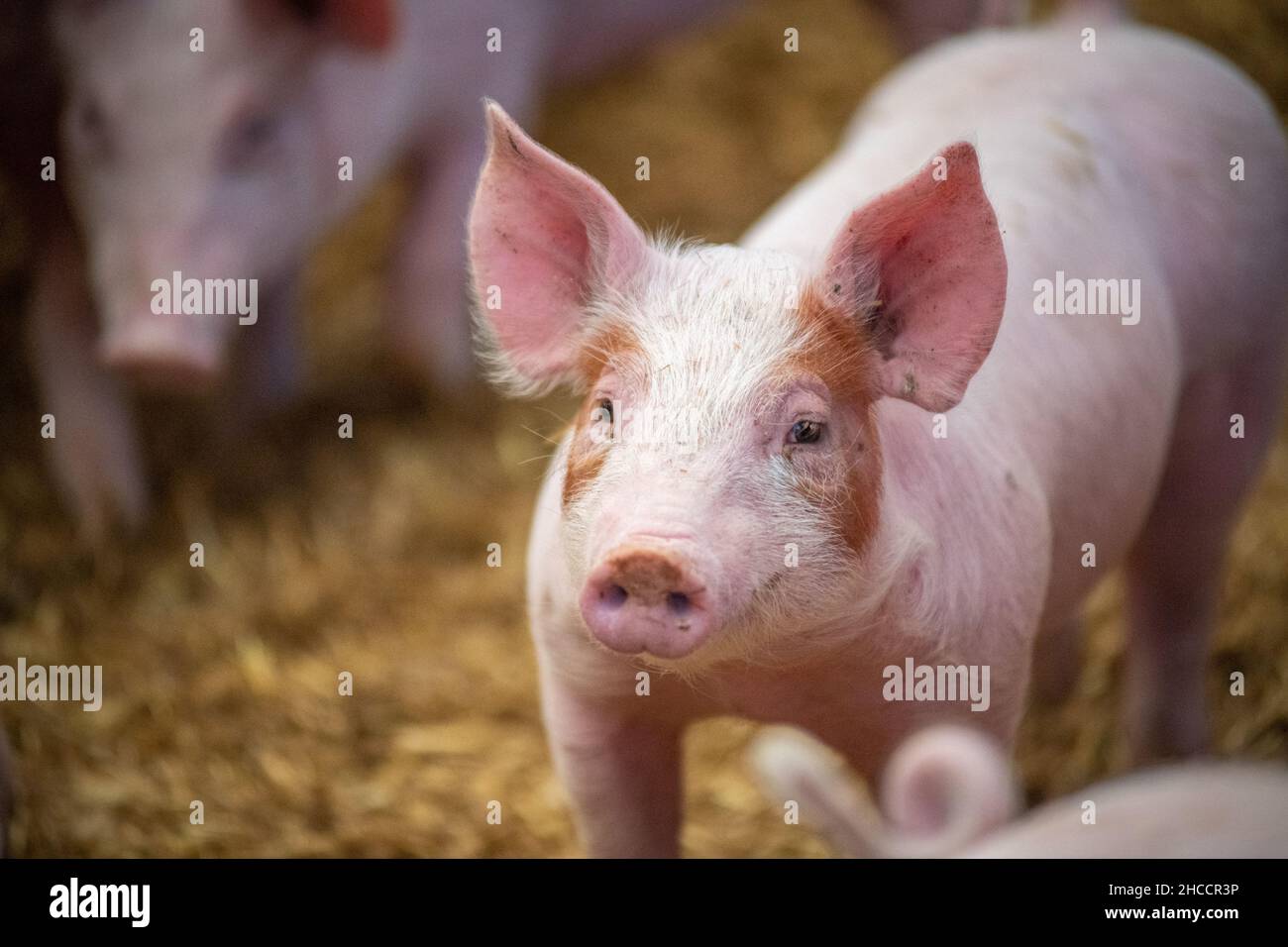 Pigs moving about their pen Stock Photo